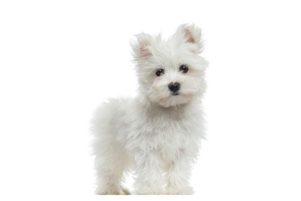 Buy Maltese Puppy in Singapore